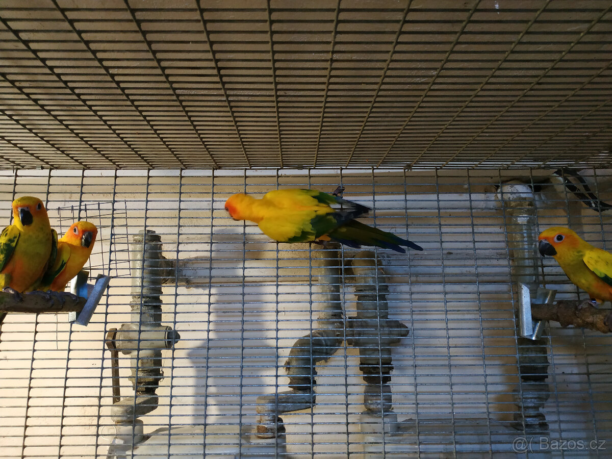 Aratinga sluneční - 4