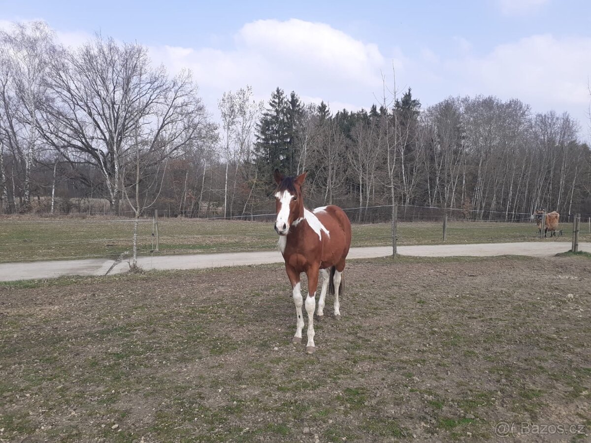 Prodám hřebečka APH - 4