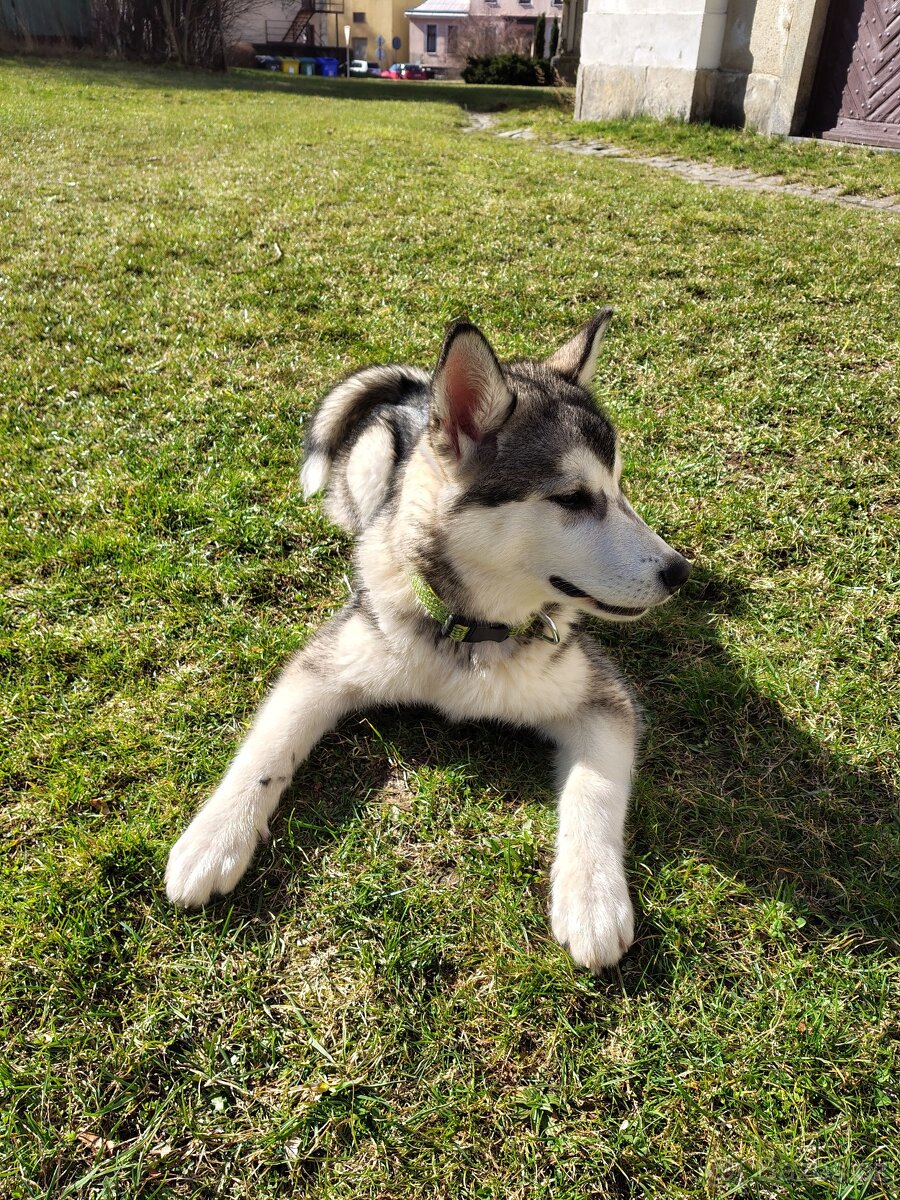 Aljašský Malamut bez pp - 4