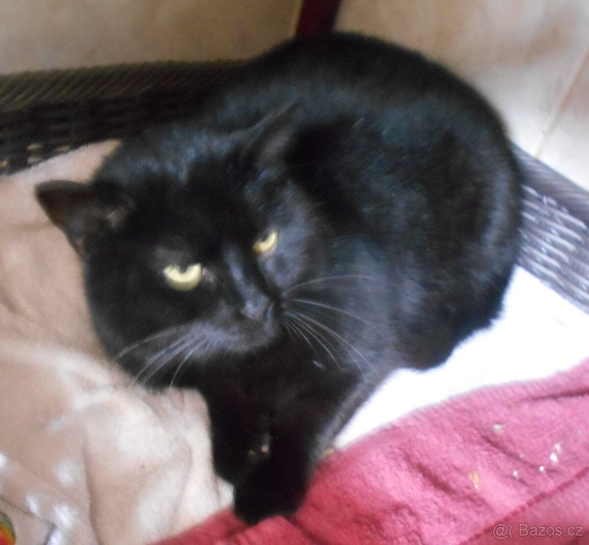 Černá, hodná, klidnější 2letá kočička Šmudlinka Micinka - 4