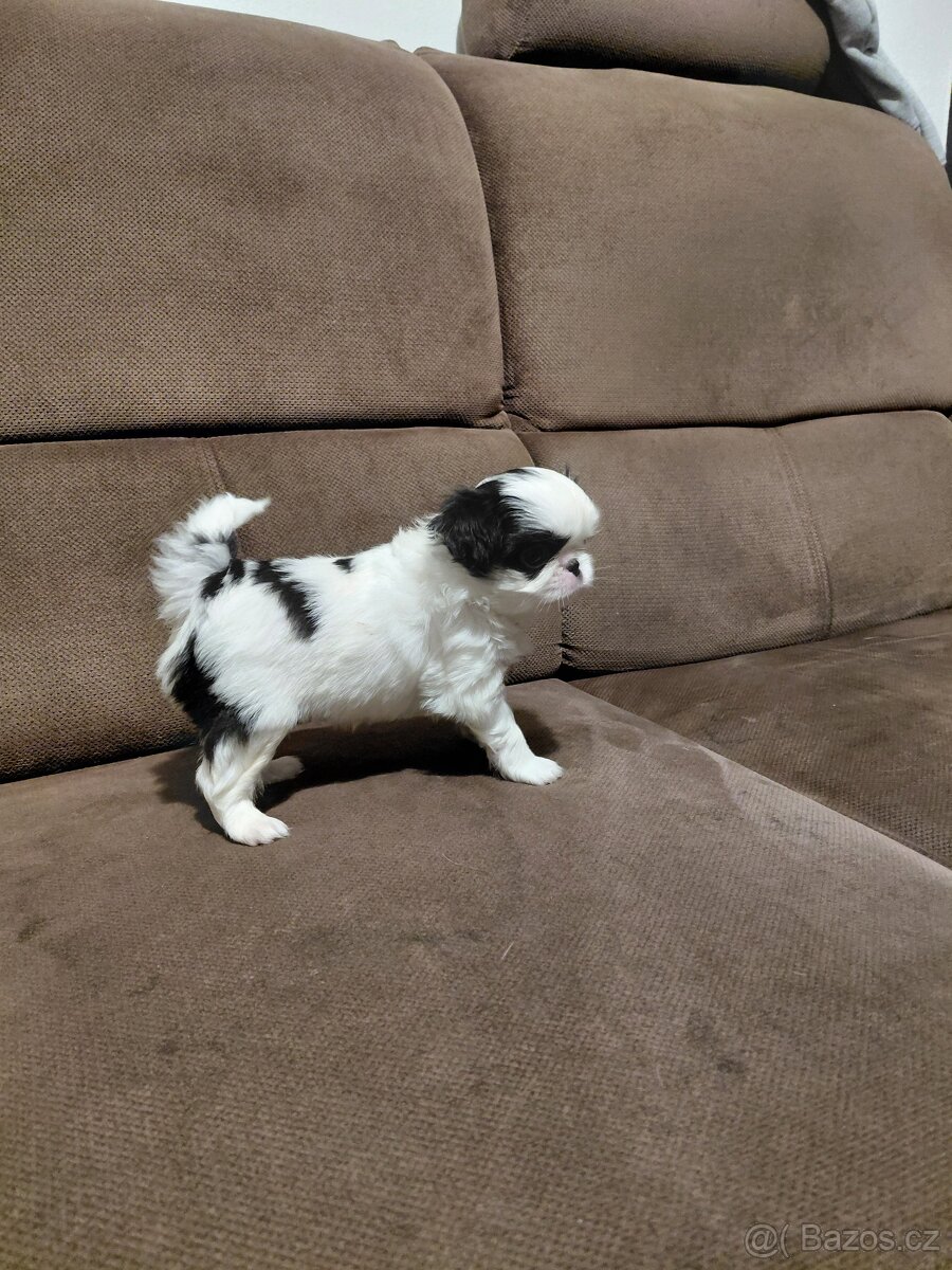 JAPAN CHIN - ŠTĚŇATA S PP - 4