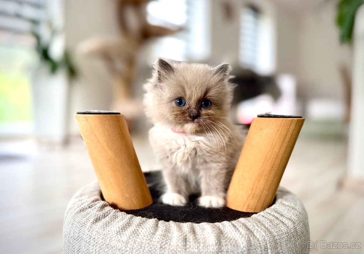 Ragdoll koťátka - 4