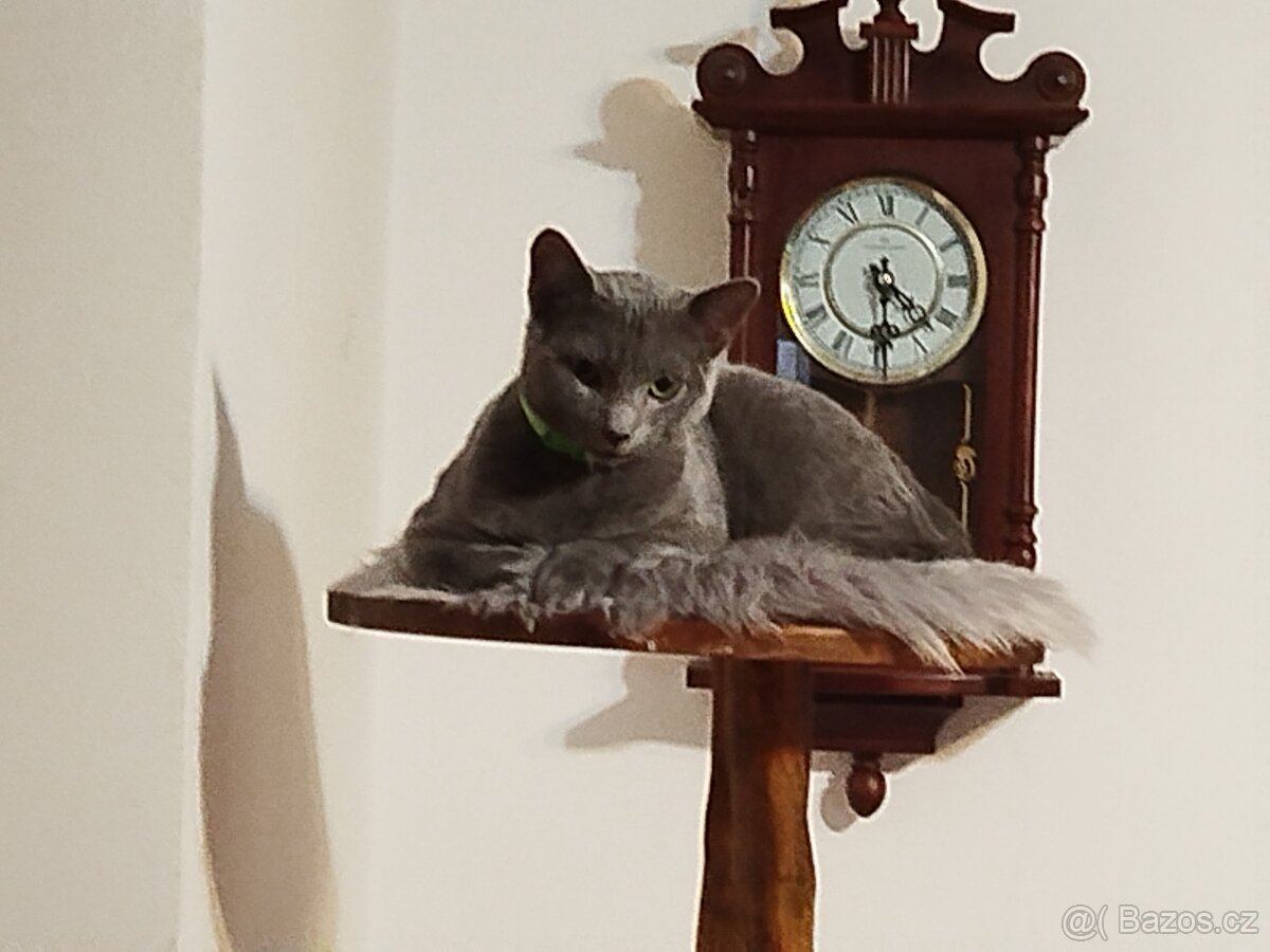 Ruská modrá s pp - 4