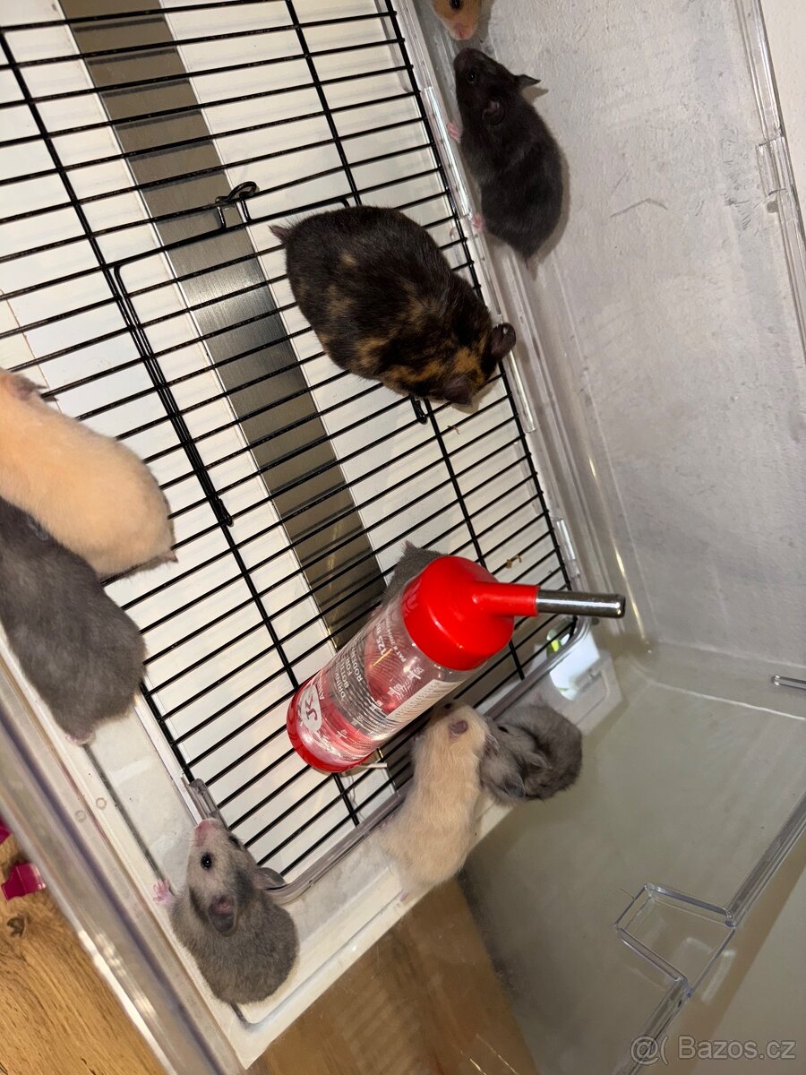 Křeček Syrský - 4