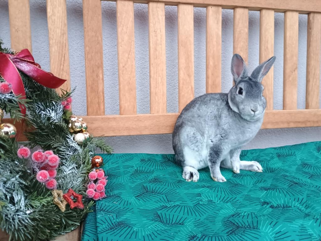 Zakrslý činčilový rex s PP - 4