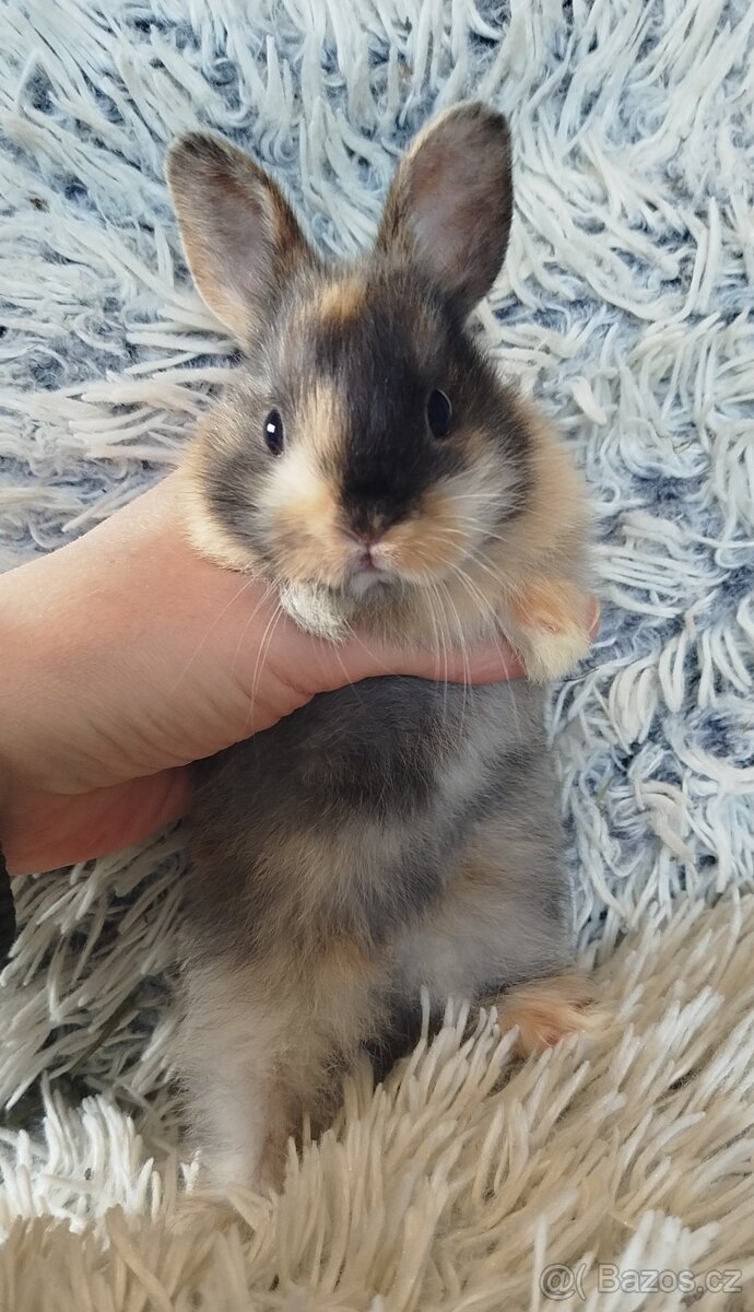 Zakrslý králík - 4