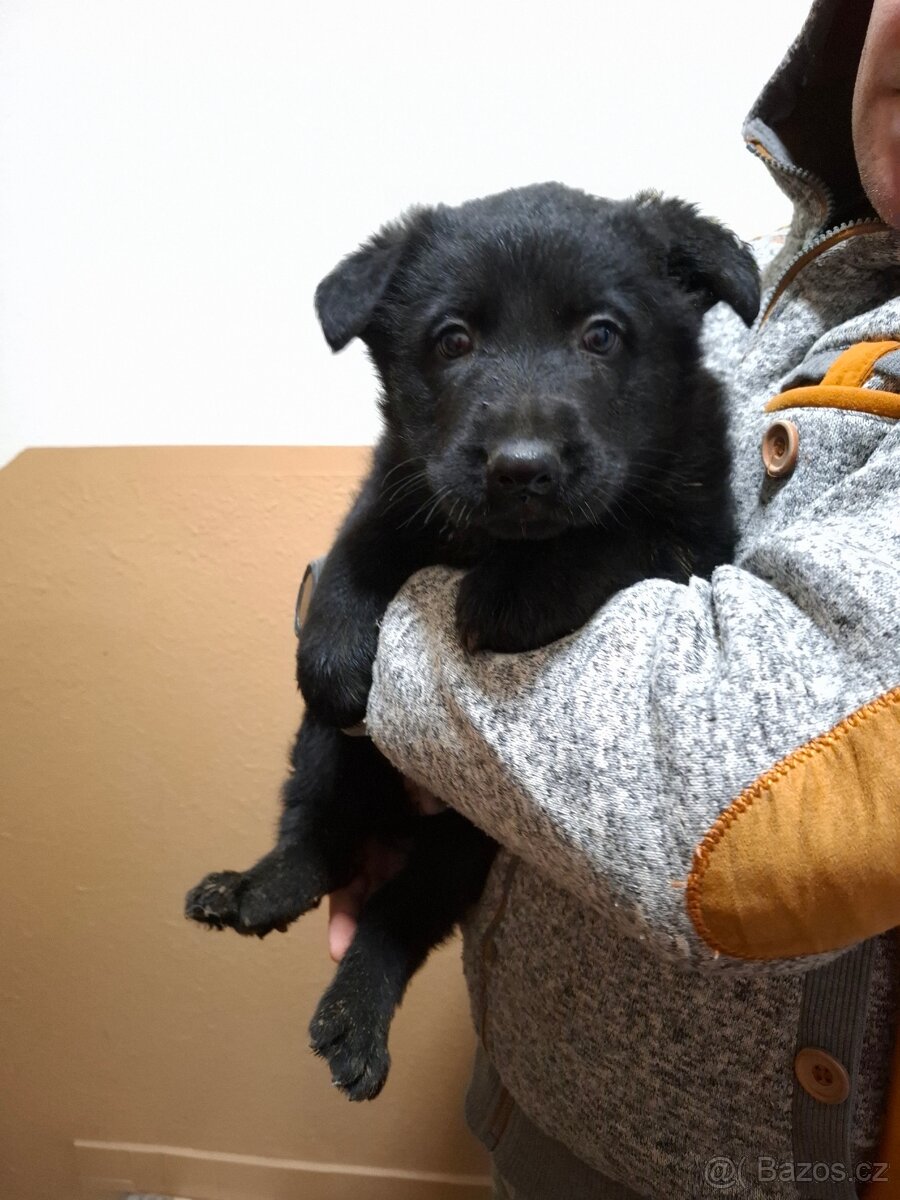 Německý Ovčák - 4