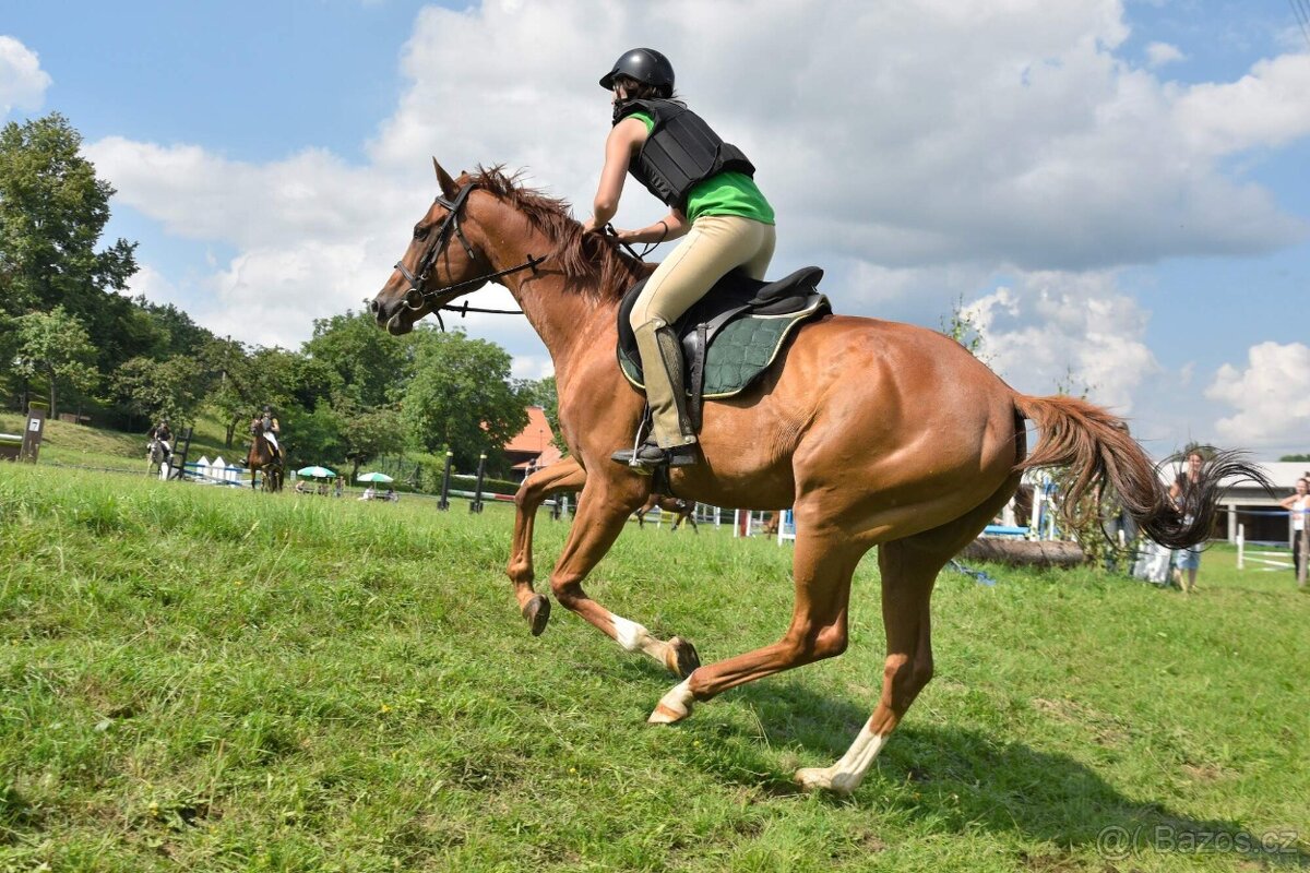 Prodám valacha A1/1 - 4