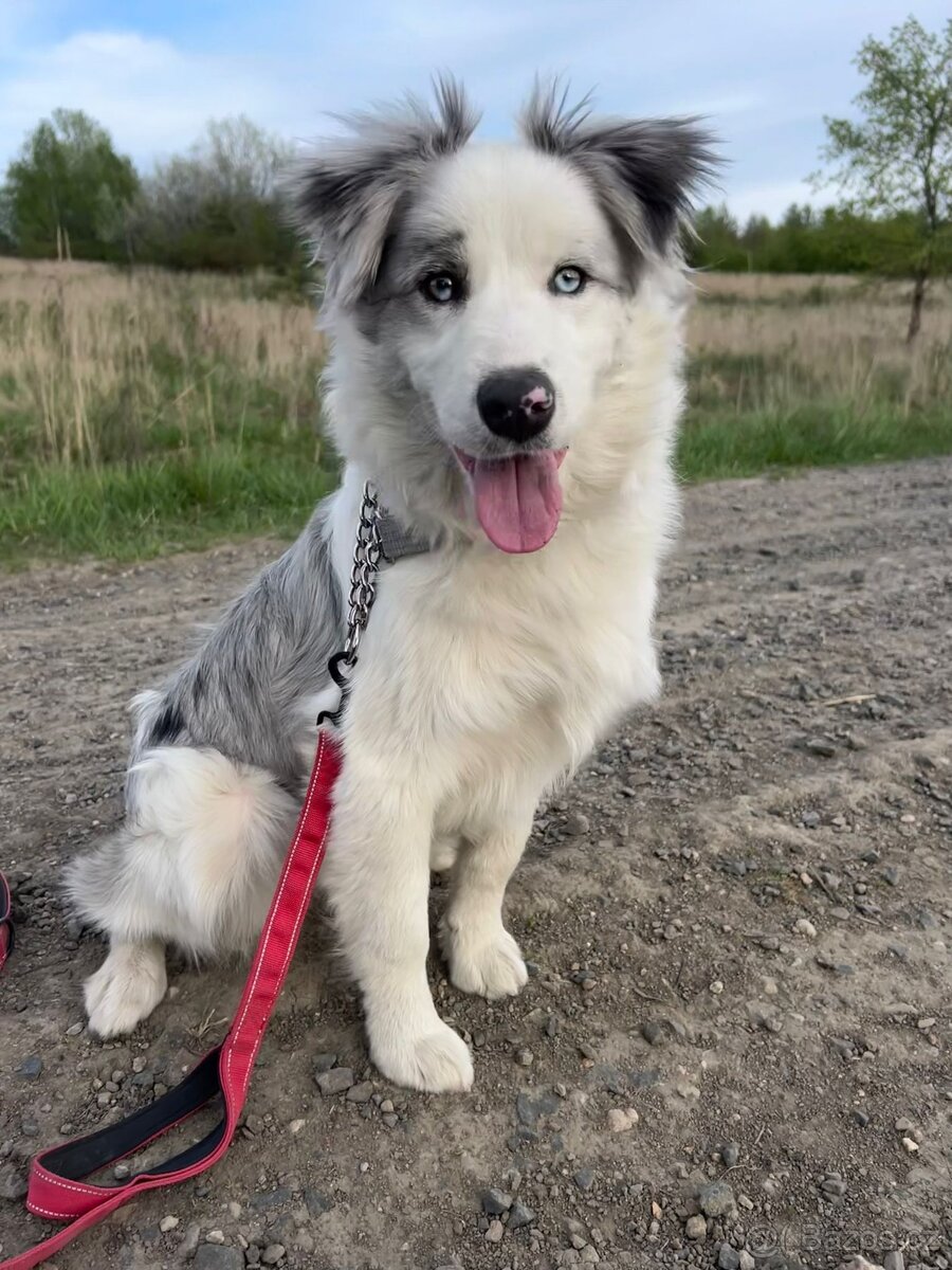 Border collie - 4
