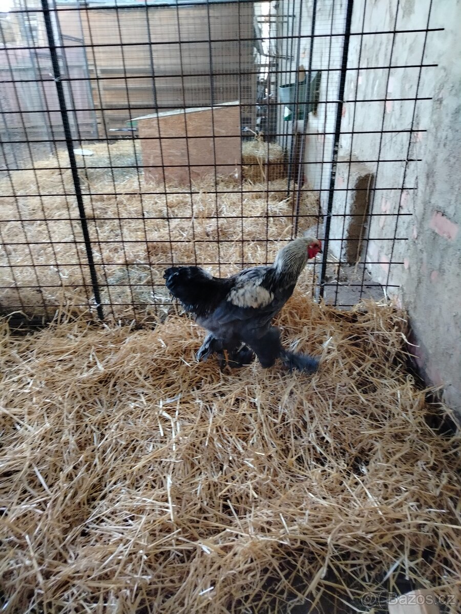 Prodám brahamku velkou - 4