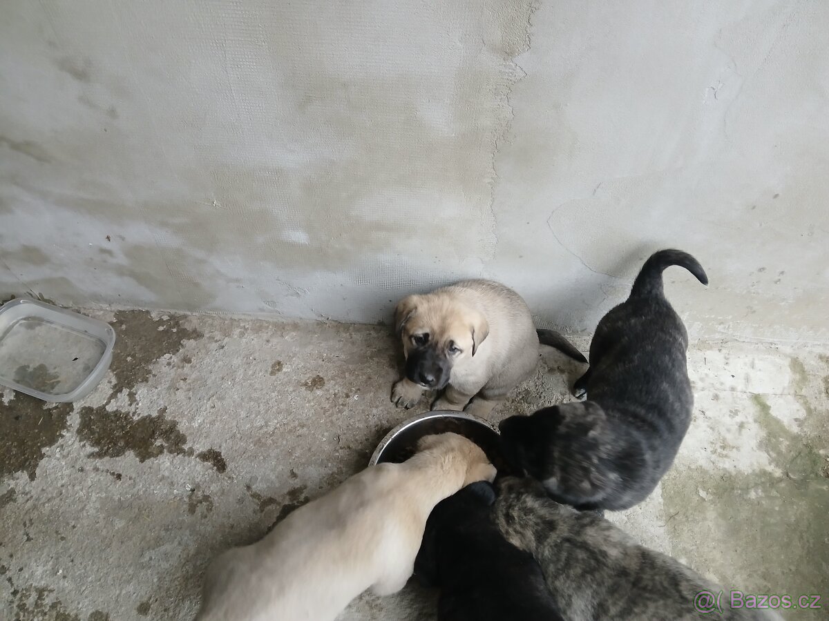 Středoasijsky pastevecky pes - 4