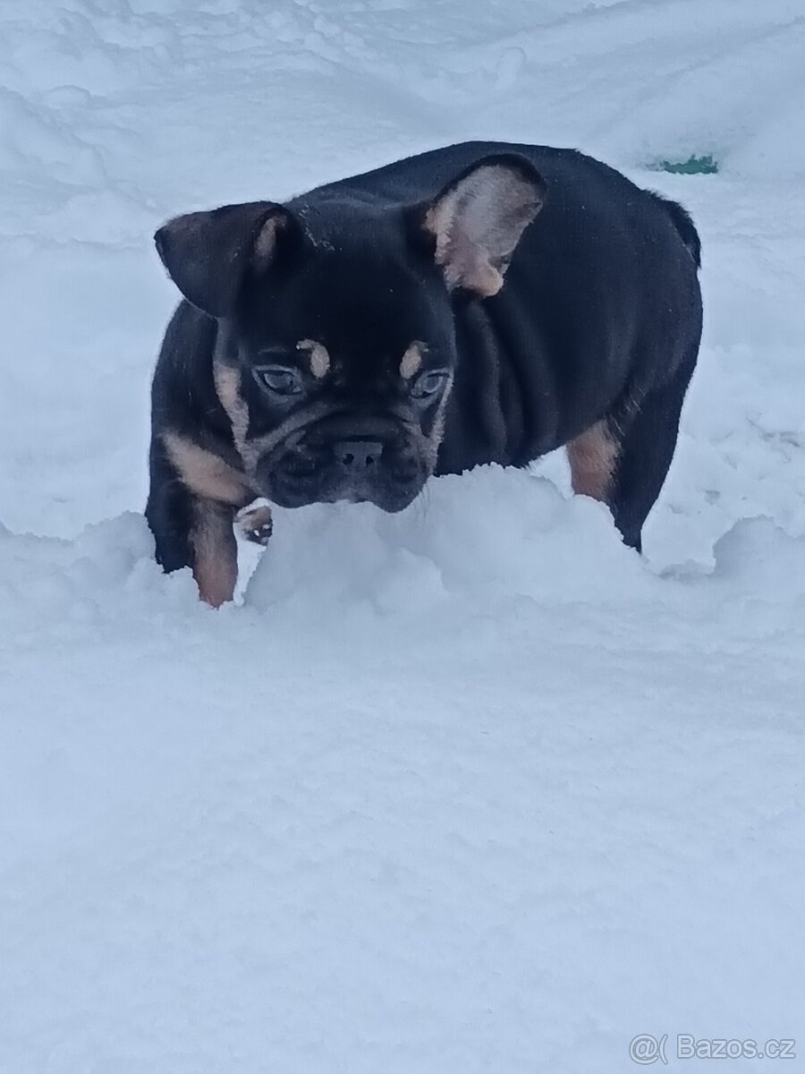 Francouzský buldocek - 4