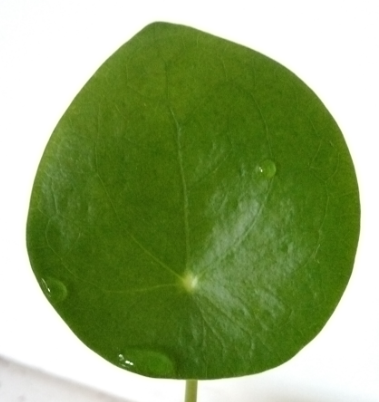 Pilea - pokojová rostlina - 4