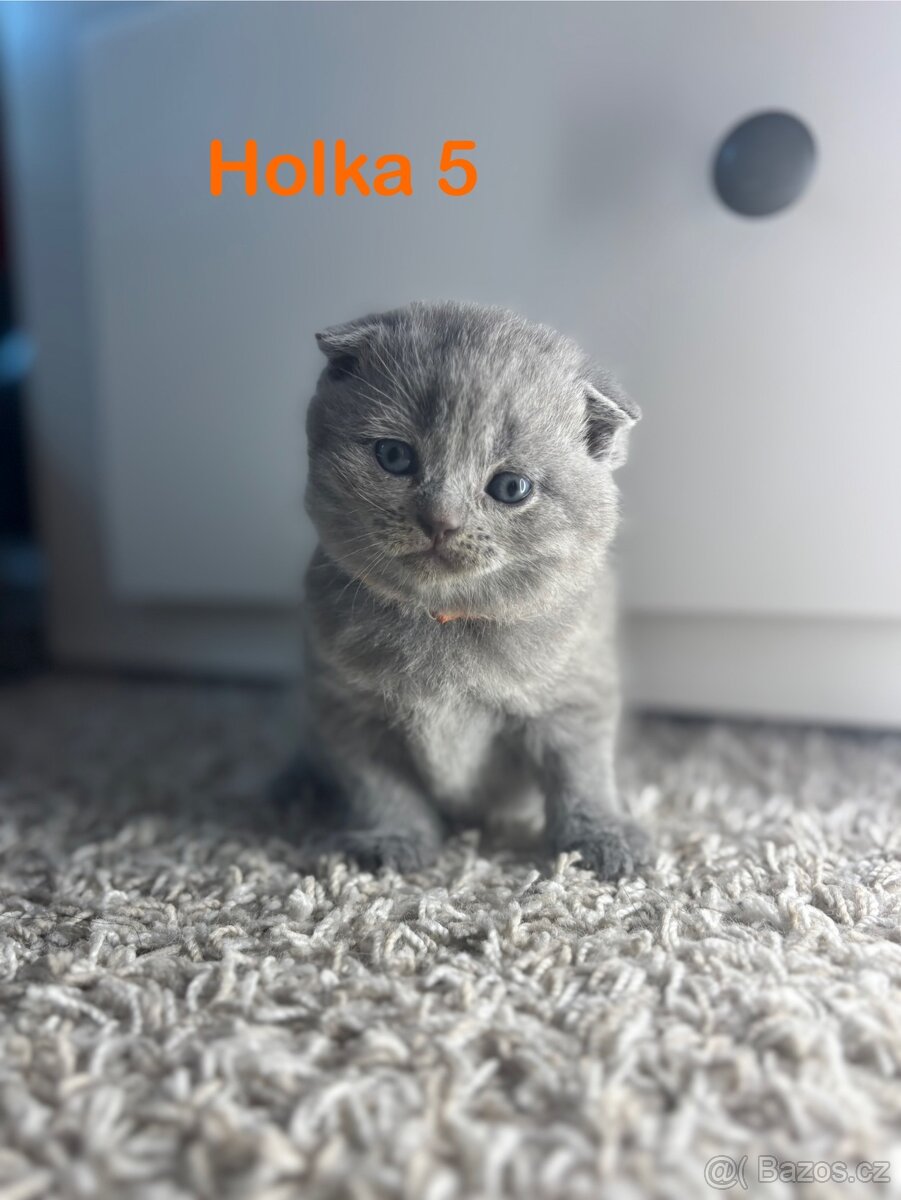 Britská koťata. - 4