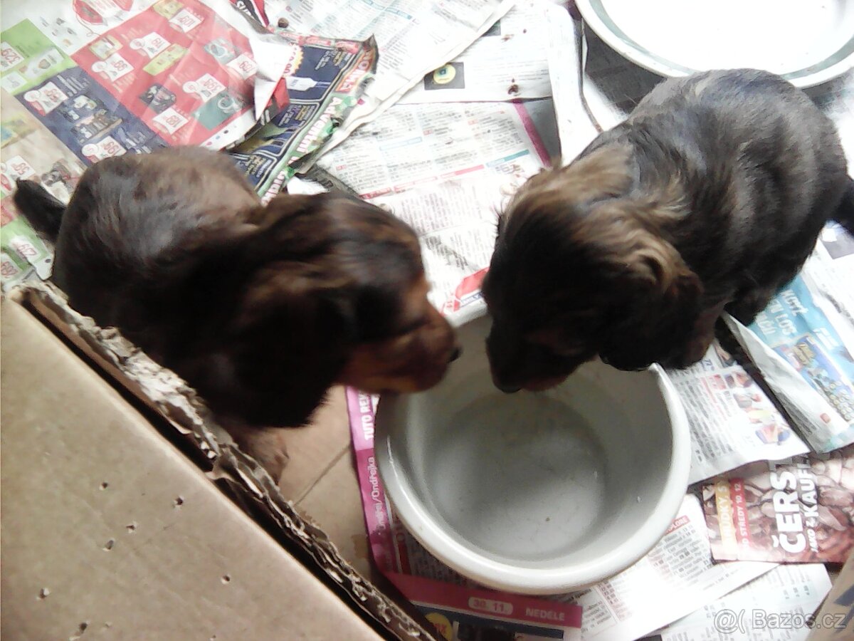 Štěňátka jezevčíka dlouhosrstého - 4
