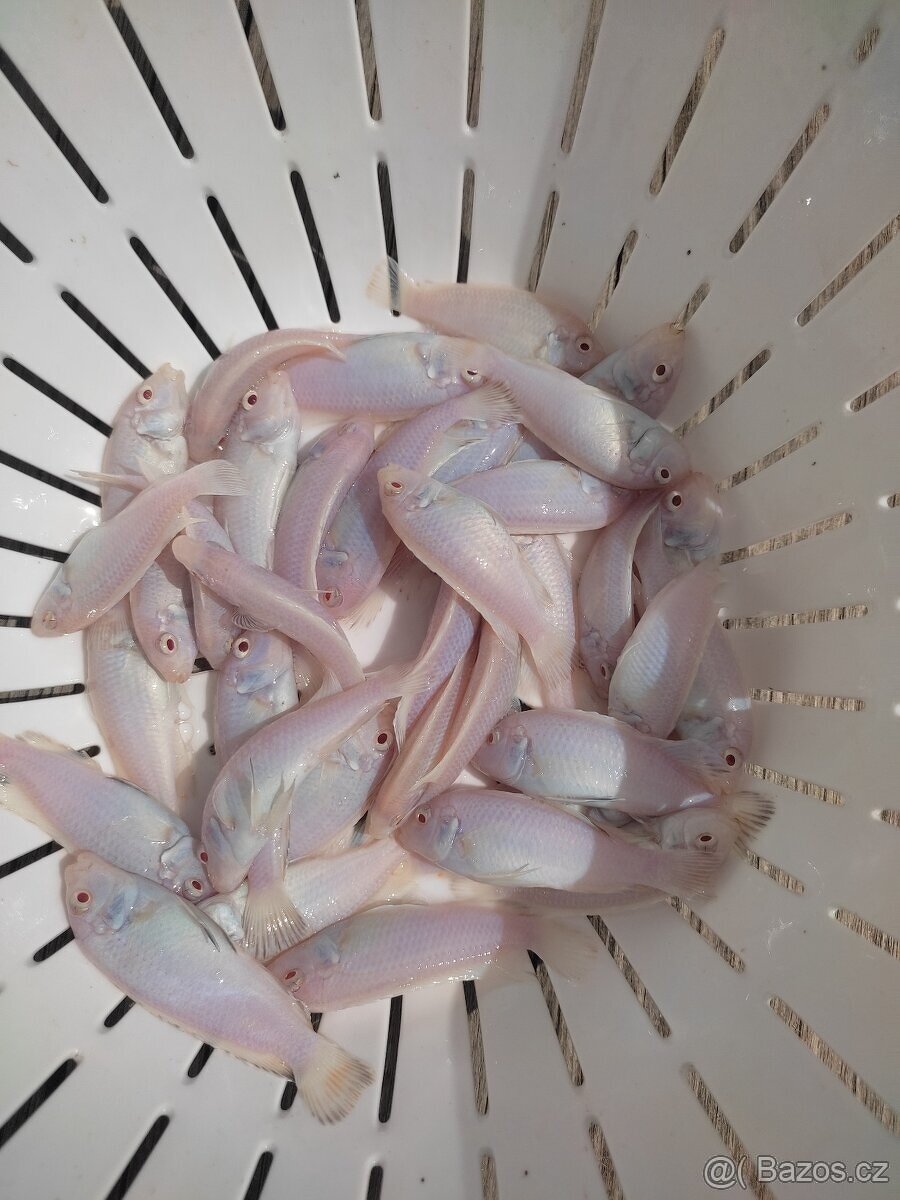 TLAMOVCI TANGANIKA MALAWI - 4