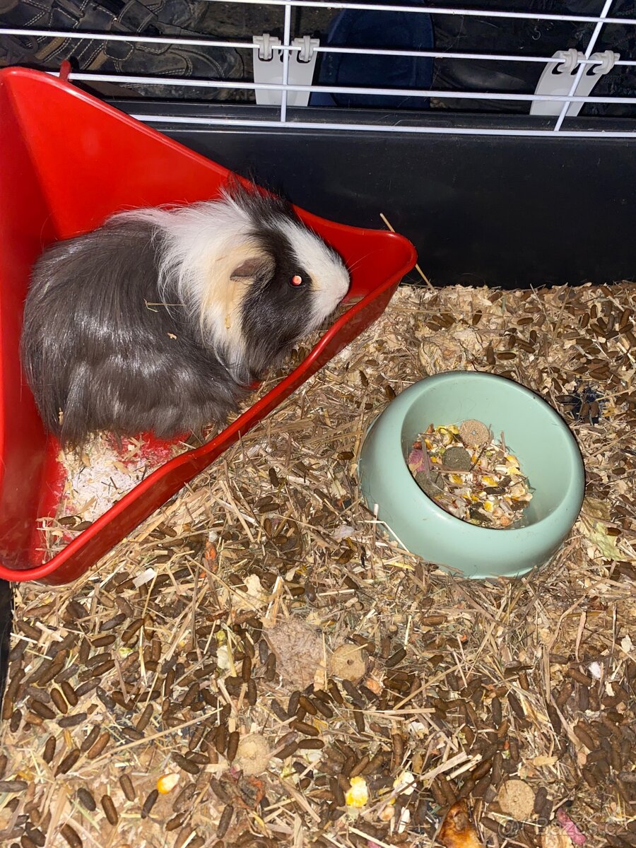 morče + klec pro něj - 4