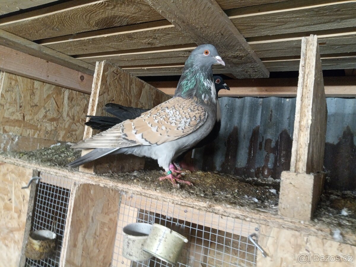 Košoa (cauchois) - 4