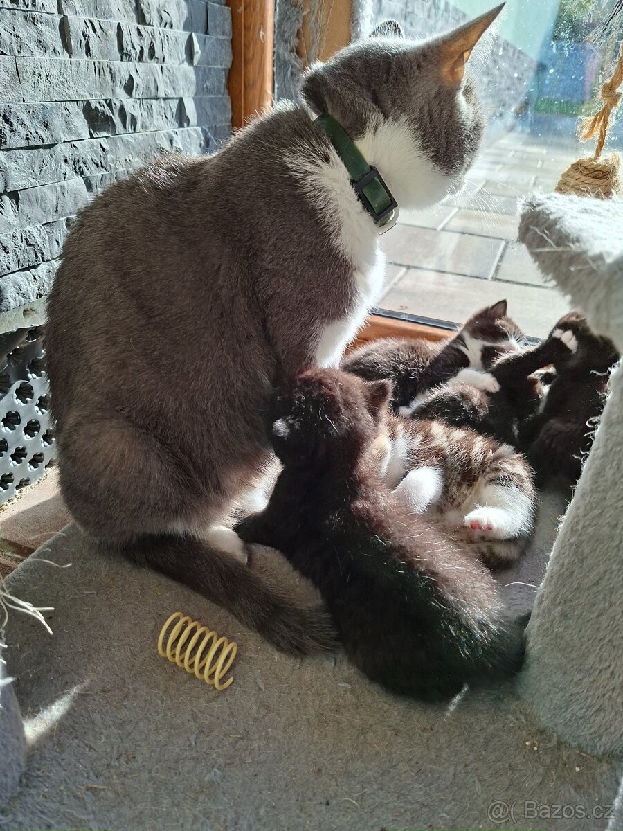 Britská koťata - 4