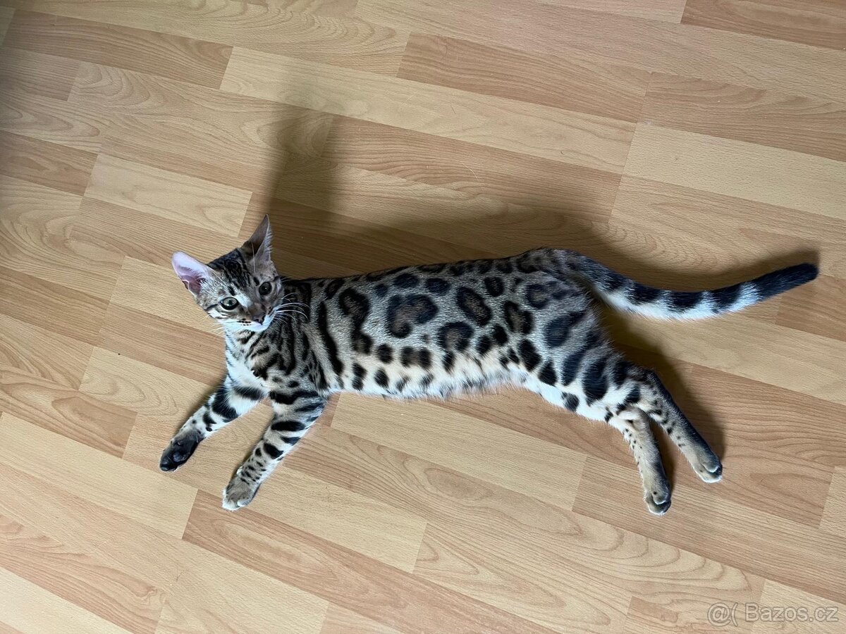 Bengálské kotě - 4
