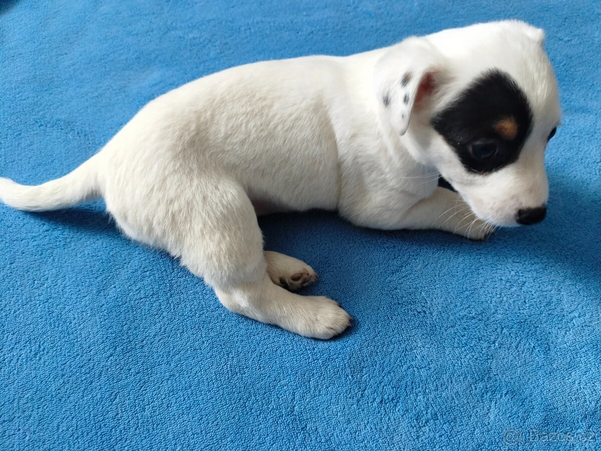 Jack Russel teriér - 4