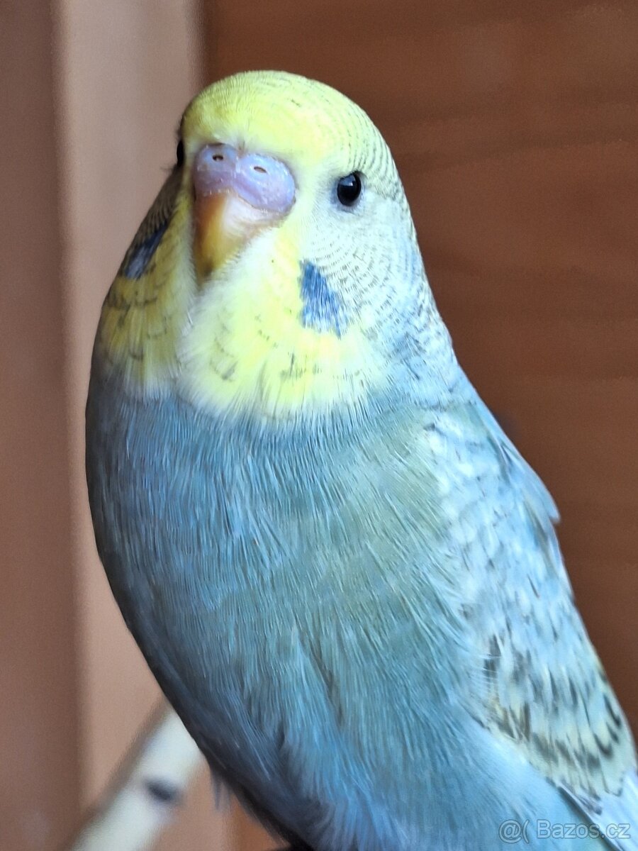 Mladá andulka samička - 4