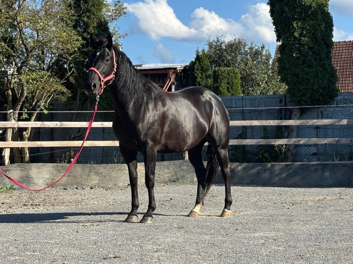 6 ročná kobylka - 4