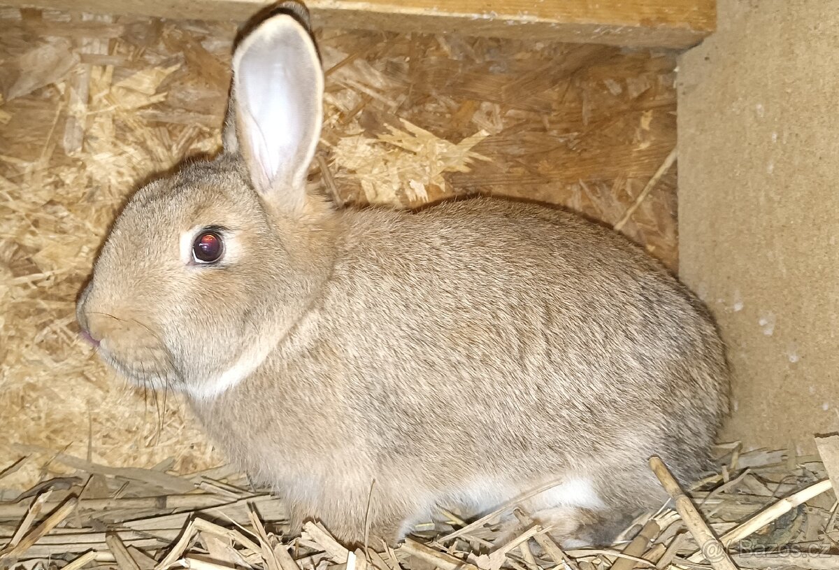 Prodám králíci, sušené pečivo a ječmen - 4