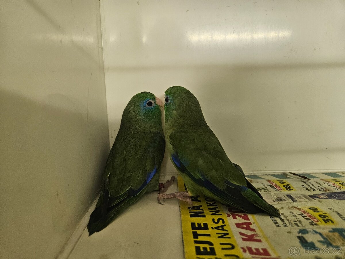 Papoušíček brýlatý - 4