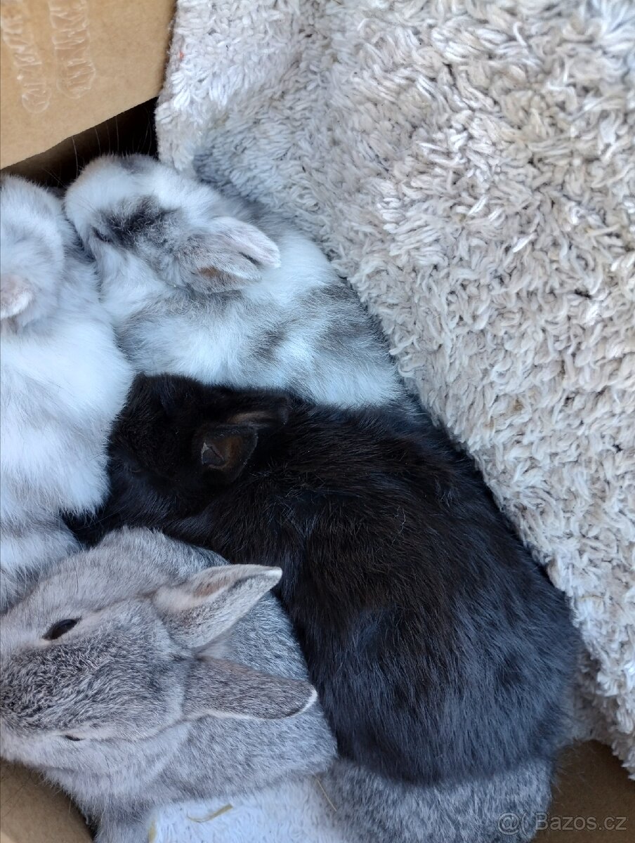 Zakrslý králík - 4