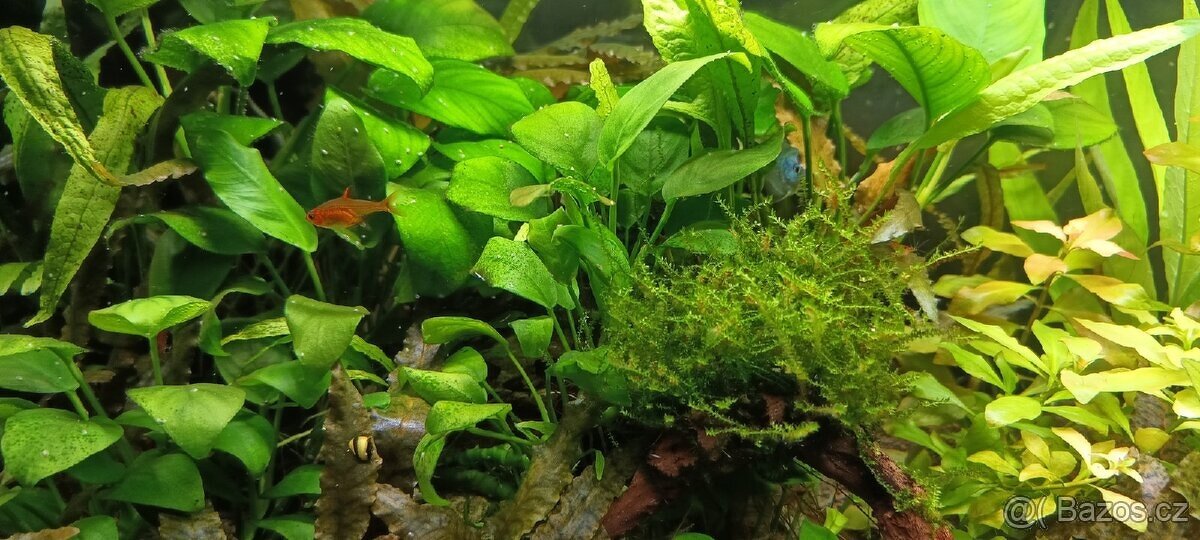 Akvarijní rostliny - 4