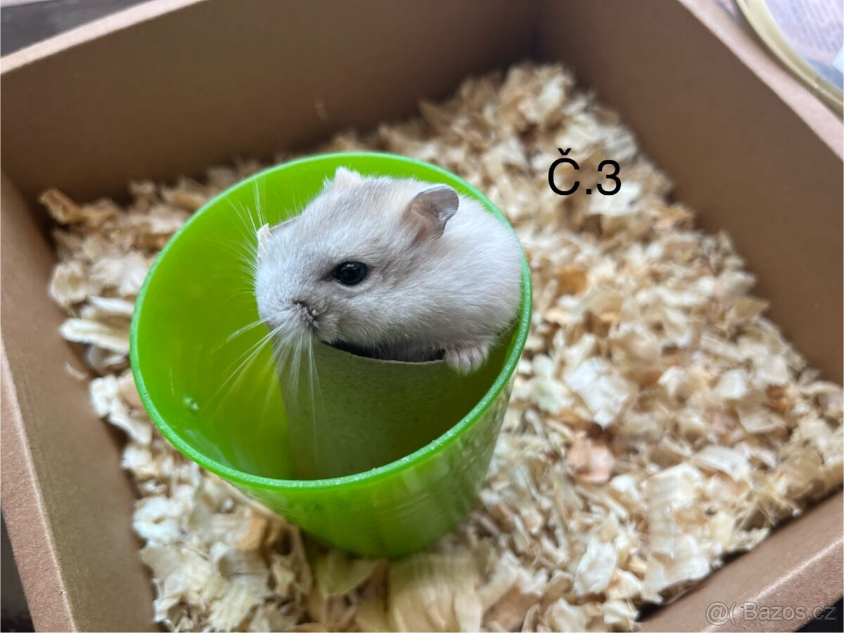 Křeček džungarský (mláďata) - 4