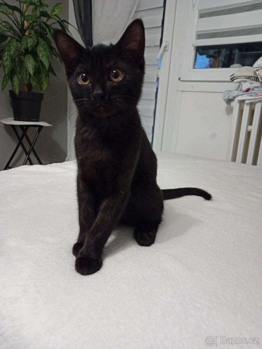 Daruji kocourka - 4