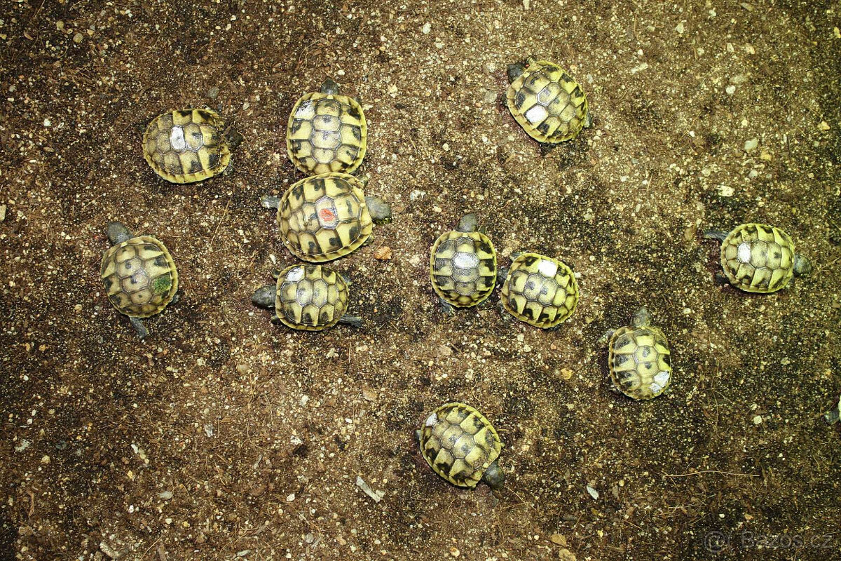 suchozemská Želva zelenavá (Testudo hermanni) - mláďata - 4