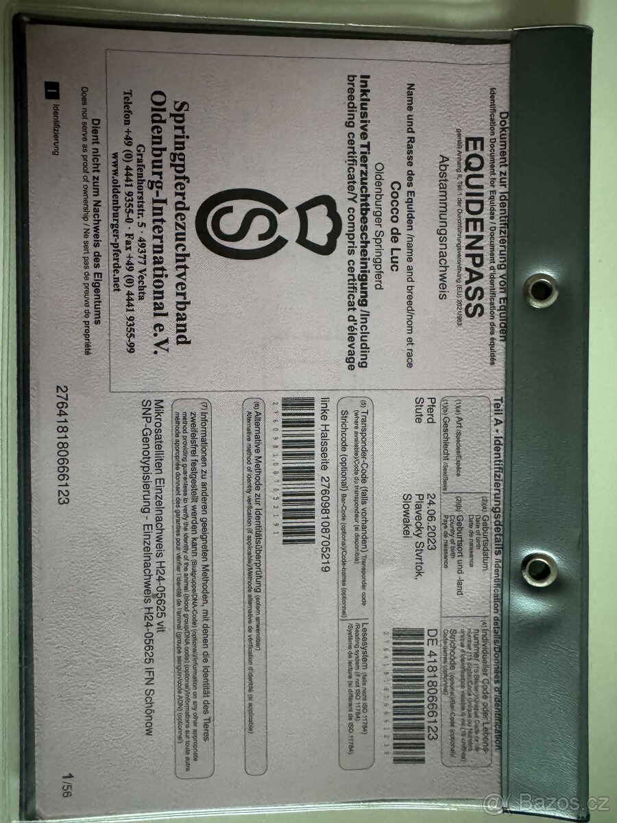 Na predaj mladá kobyla – 2,5 roka - 4