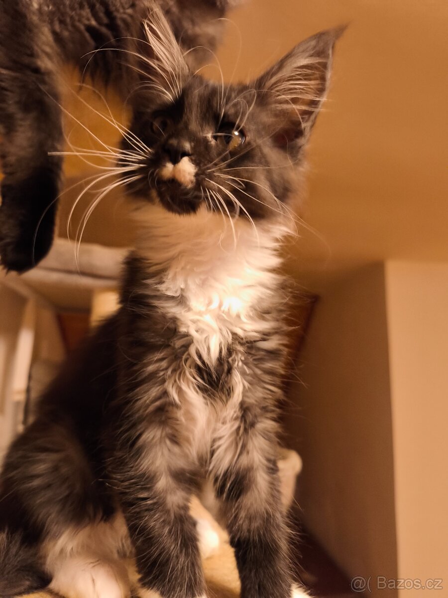 Mainská mývalí koťátka bez PP - 4