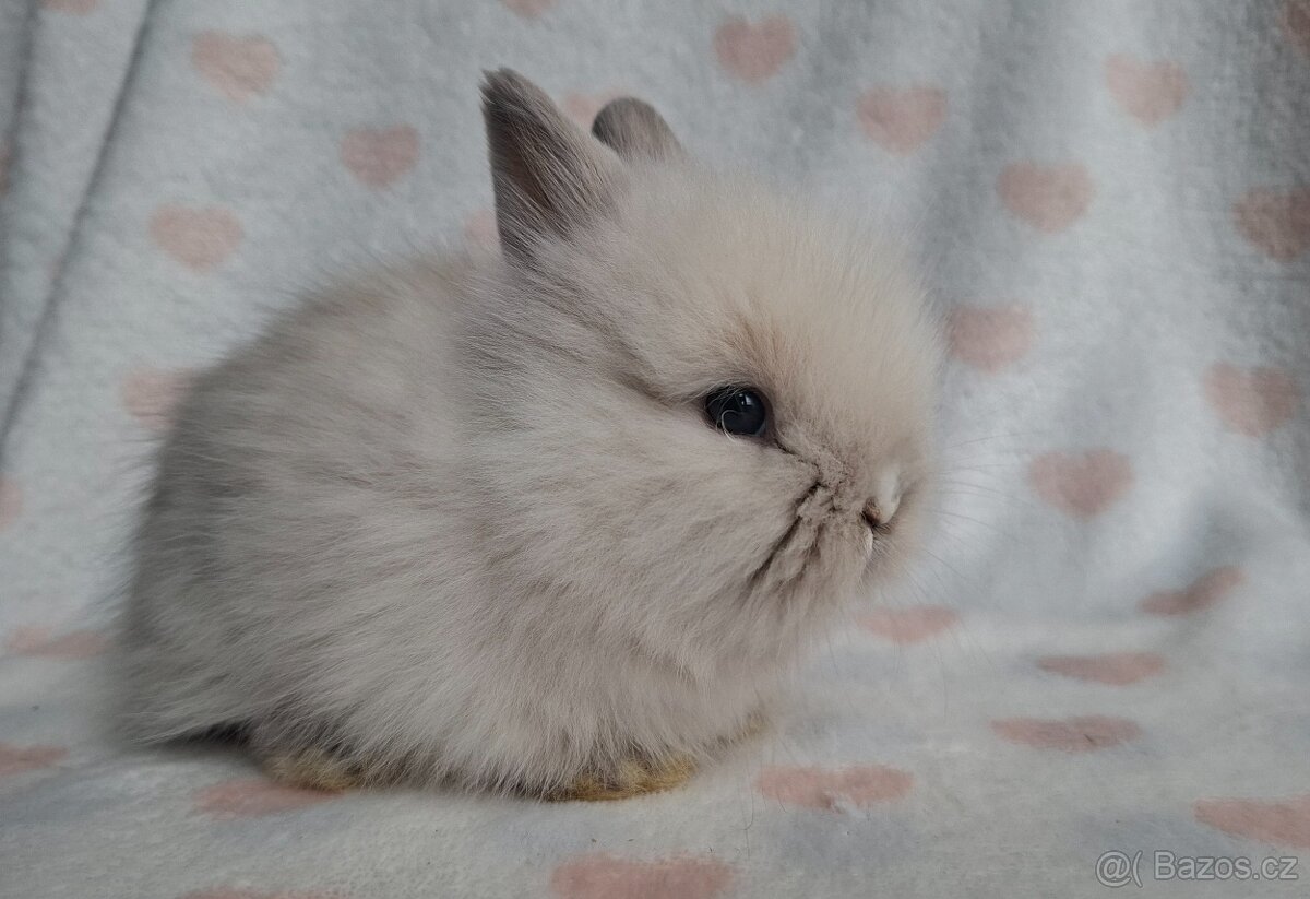 Zakrslý dlouhosrstý králík - 4