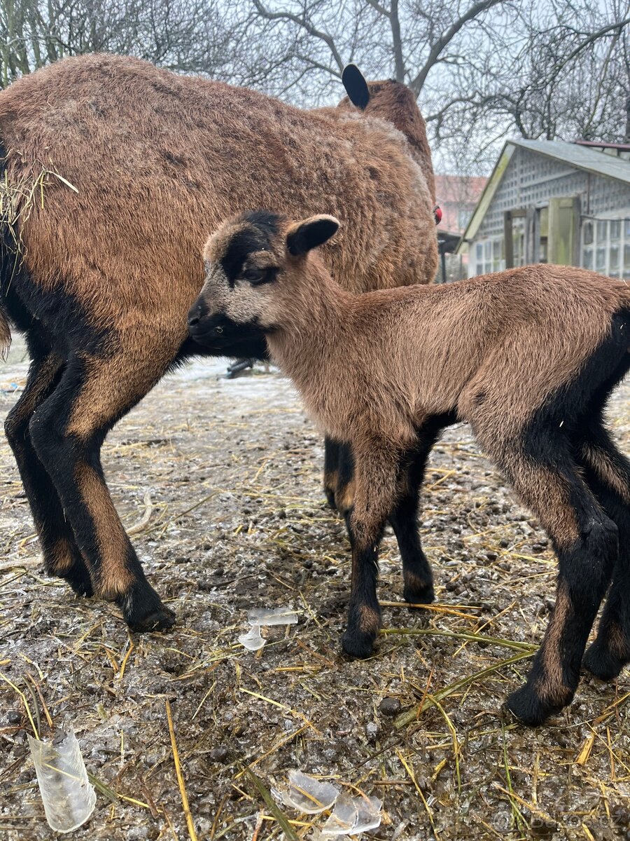 Kamerunské jehňata - 4