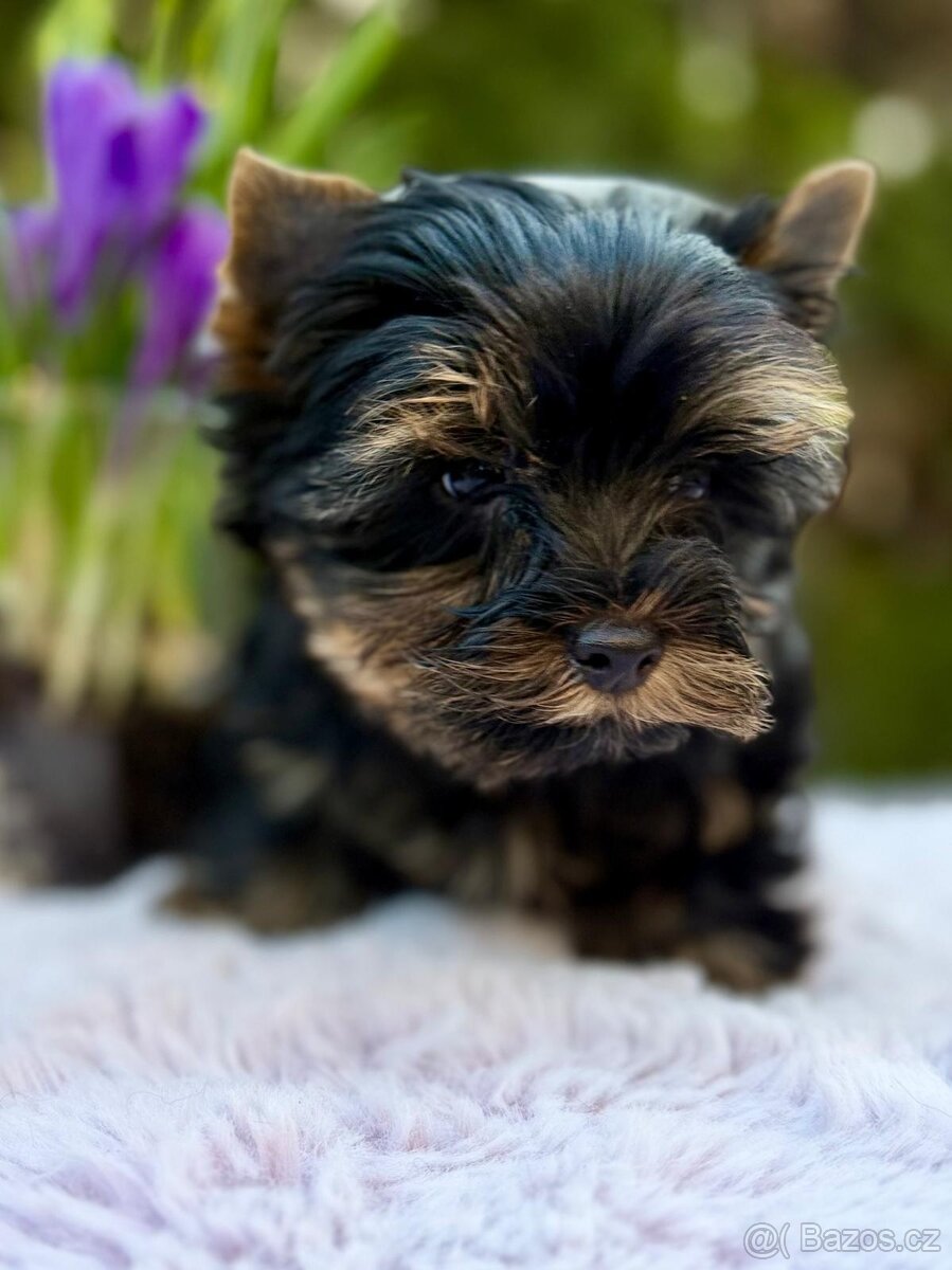 Jorkširský teriér s pp - 4