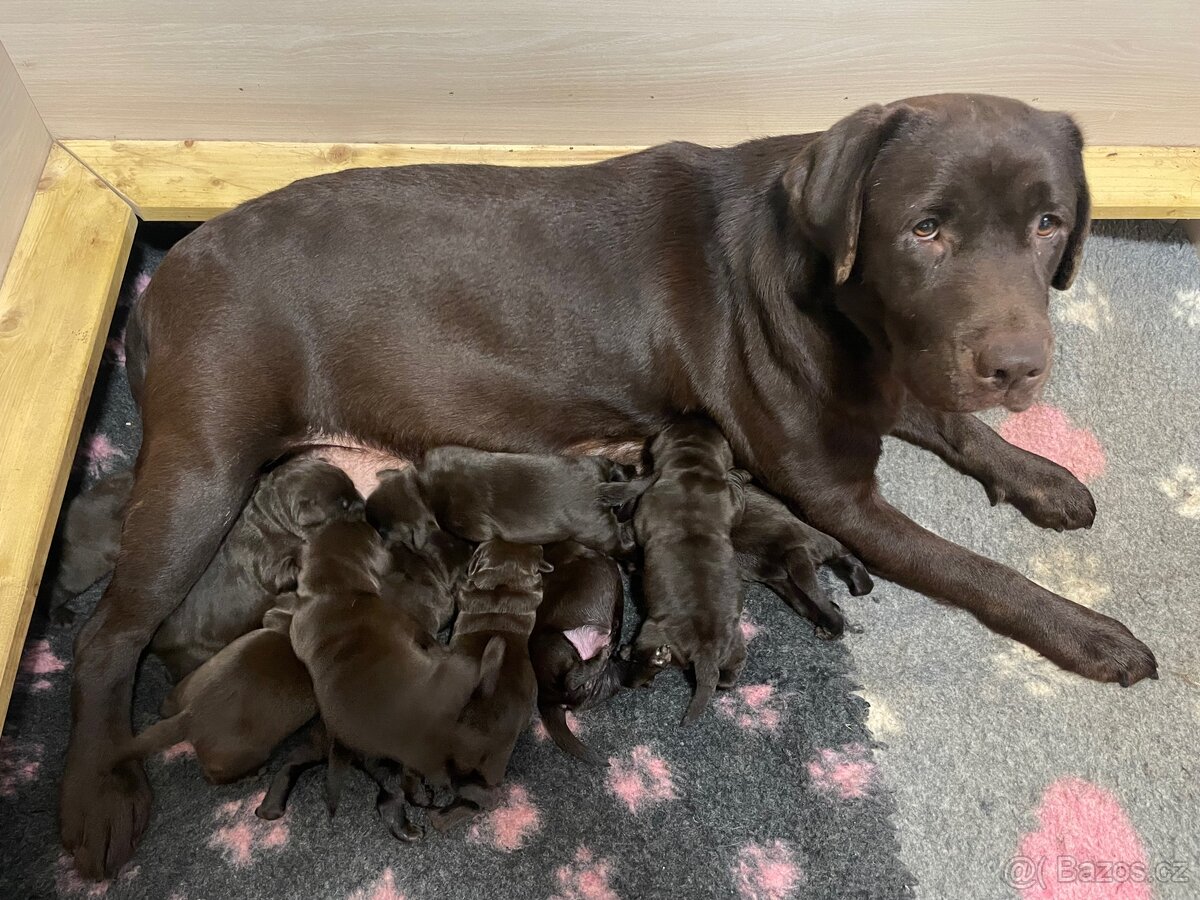 Štěňátka s PP - Labradorský retriever - 4