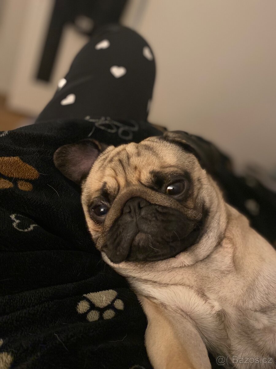 Nabízí se psí gentleman ke krytí – MOPS Teodor hledá lásku - 4