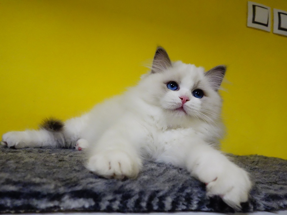 Kotě ragdoll s PP - 4
