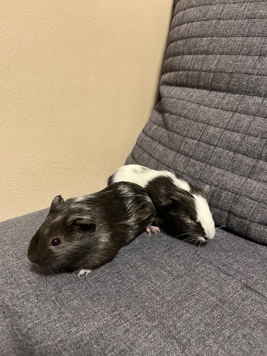 Mláďata morčata - 4