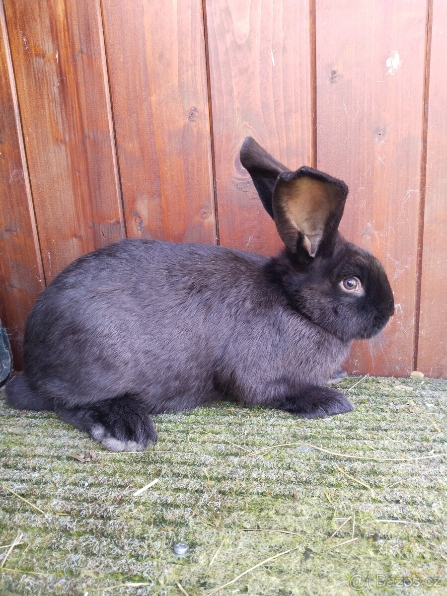 Německý obrovitý strakáč - 4