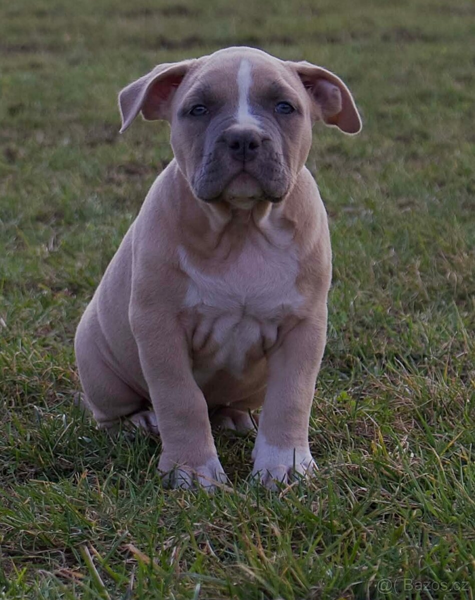 American Bully Standard - 4