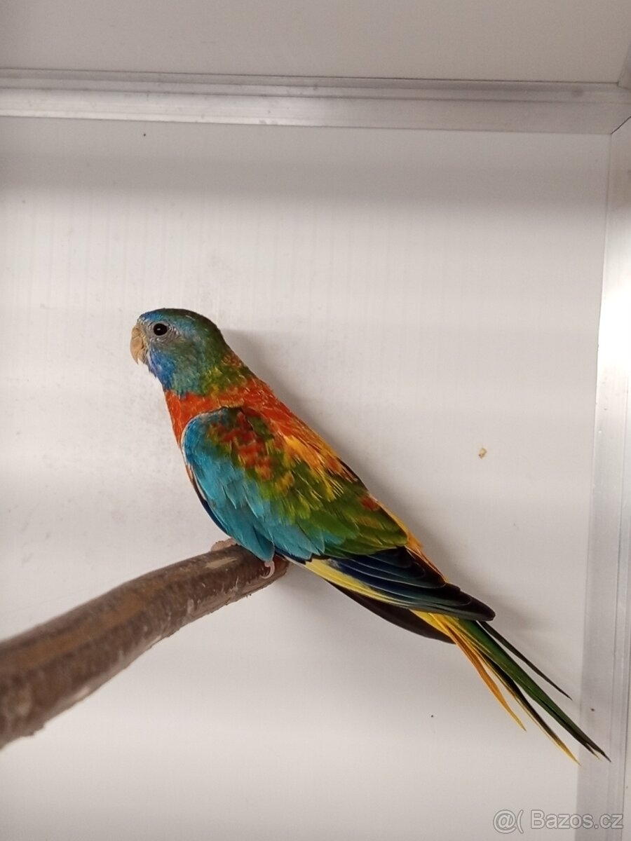 Neofėma modrohlavá - 4