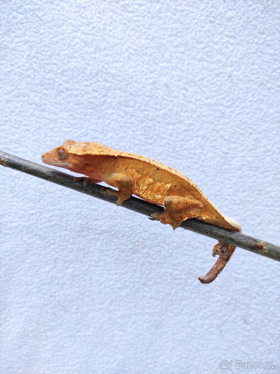 pagekon řasnatý, terárium - 4