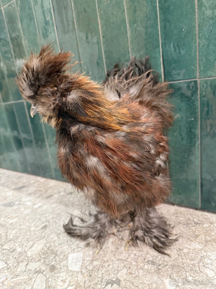 Hedvabnicka USA kohoutek - 4