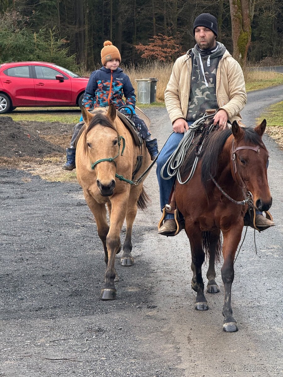 Kobylka AQH na prodej - 4