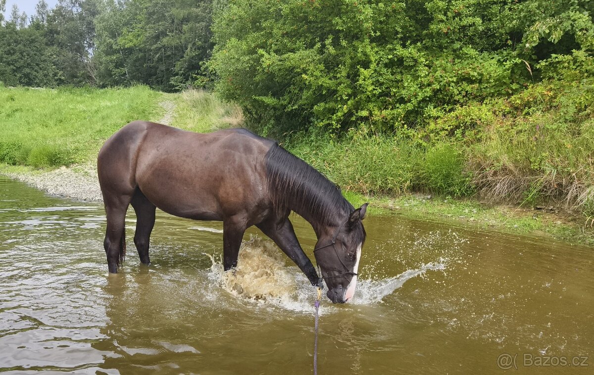 Černý Quarter horse - 4